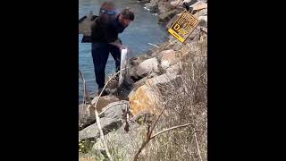 Dylan catching large Hairtail Newcastle Harbour Bait A Vibe [upl. by Lavine131]