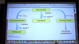 22 Biochemistry Glycolysis II Lecture for Kevin Aherns BB 450550 [upl. by Yate]