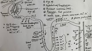 A level Biology  KIDNEY Nephron function [upl. by Ellene341]