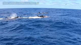 Beaked whale vs Killer Whales [upl. by Anir485]