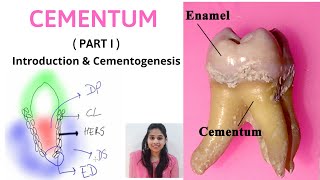 CEMENTUM  A DYNAMIC TISSUE  Part I  II Introduction amp Cementogenesis [upl. by Callery]