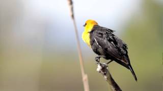 Yellowheaded Blackbird calling out [upl. by Leerzej]