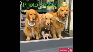 3 Dogs amp A Cat Posing For A Photoshoot [upl. by Inattirb]