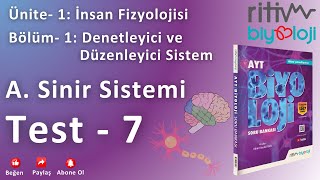 Test  7  İnsanda Sinir Sistemi  Çevresel Sinir Sistemi  Sinir Sistemi Hastalıkları [upl. by Vastha]