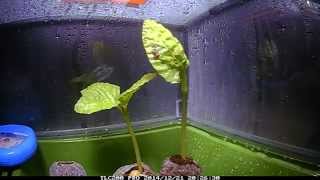 Fast Growing Moonflower Vine  Seedling Timelapse [upl. by Richman]