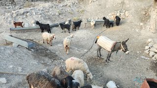 making hool for sheeps in the village of Palek  lran [upl. by Bronwen784]