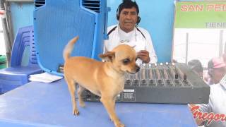 Perro chihuahua baila guaracha [upl. by Swetiana]