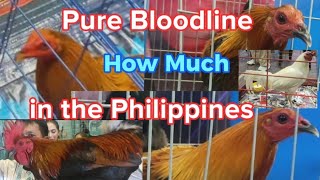 World Gamefowl Expo 2024 quotPhilippinesquot [upl. by Ellinnet]