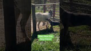 A donkey A Horse and A dog adoptdontshop adopteddog rescuedog pittiesoftiktok [upl. by Otsugua912]