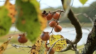 Persimmon  Native Fruit Trees for Wildlife [upl. by Nial]