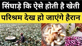 सिंघाड़े कि ऐसे होती है खेती परिश्रम देख पकड़ लेंगे माथा  Pani fal  Water fruit Video [upl. by Hurlow]