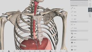 Esophageal Sphincters  Anatomy [upl. by Juley]