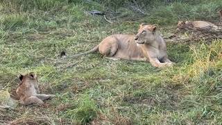 BB Talamati  Msuthlu Lioness amp cubs  23 April 2024 [upl. by Clari]