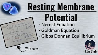 Resting Membrane Potential  Nernst potential  Equilibrium potential   Nerve Muscle Physiology [upl. by Ylrak]