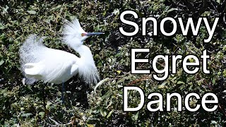 Snowy Egret mating dance [upl. by Sheilah]