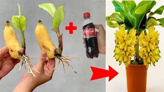 Banana propagation technique using coca that anyone can start at home how to propagate bananas [upl. by Adnilahs]