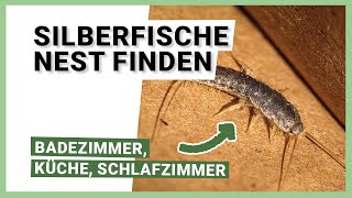 Silberfische Nest finden Badezimmer Küche und Schlafzimmer [upl. by Bonita288]