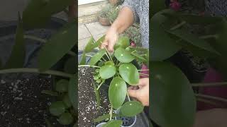 Propagating Pilea Peperomioides shorts short garden TrowelandTravel [upl. by Suehtomit]