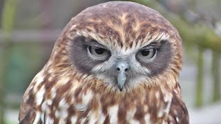 Morepork or Southern Boobook Owl at Screech Owl Sanctury [upl. by Afital]