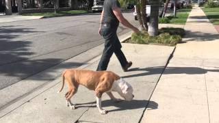 Walking Maya with Degenerative Myelopathy [upl. by Osnofledi]