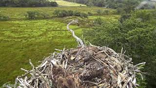 Bywyd Gwyllt Glaslyn Wildlife  Ffrwd Byw  Live Stream 2 [upl. by Sitarski477]