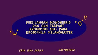 quotVideo Praktikum Genetika Bab 4 Project Drosophila melanogasterquot [upl. by Cormier582]