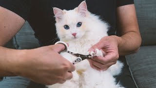 How to Trim a Cats Nails by Yourself 3 Step Tutorial  The Cat Butler [upl. by Annehsat]