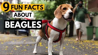 9 Facts About Beagles you didnt know [upl. by Rabiah]