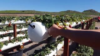 Tanaka Farms Hydroponic Grown Strawberries [upl. by Aihgn]