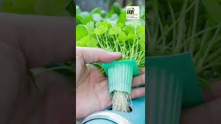 Hydroponics Farming Projects [upl. by Grantland814]