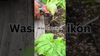 🌺Exploring Wasabi Daikon Growing and Harvesting wasabi daikon growing [upl. by Alusru]