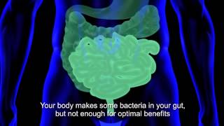 How Dr Mercolas Kinetic Culture Helps Improve Your Gut Flora [upl. by Ynnot]