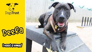 Deefa the Cuddly Crossbreed is Looking For a Home  Dogs Trust Leeds [upl. by Kipp897]