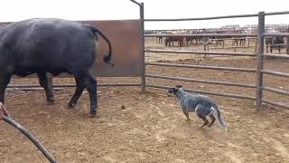 Australian cattle dog loading cattle on truck  Blue heeler  cattle dog working dog [upl. by Ahscrop682]