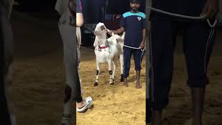 Bado pati bakra 2024 cow cowmandi animals goat prank [upl. by Ocsecnarf793]