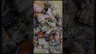 Catch and cook seafood cooking fresh fypシ゚viral fypshorts seafood seashell [upl. by Bev]