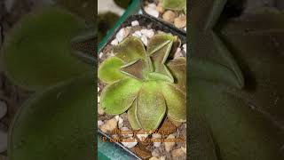 Pinguicula x Weser [upl. by Paxton998]