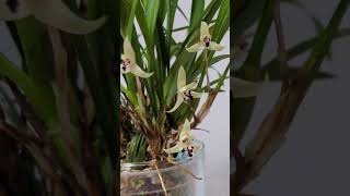 Maxillaria marginata in Colomi relaxingmusic [upl. by Aldas]