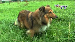 Shetland Sheepdog Informationen zur Rasse [upl. by Hillman]