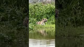 wildlife pantanal brazil jaguar [upl. by Shirlie261]