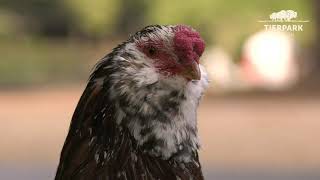 OrloffZwerghühner im Tierpark berlin  Orloff dwarf chickens at Tierpark Berlin [upl. by Rainah]