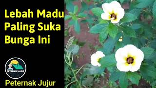 Bunga Yang Paling Di Sukai Lebah Madu flowers that bees like [upl. by Kcajyllib]