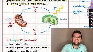 19Hücre Mitokondri ve Plastitler 9 sınıf konu anlatımı organeller biyoloji pdf [upl. by Noremmac]