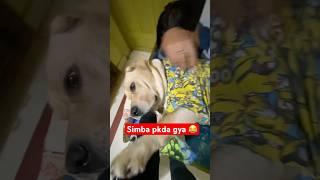 Simba pkda gya 😂 simbajain doglover lifeofsimba labrador lovesimba funny animallover [upl. by Peter]