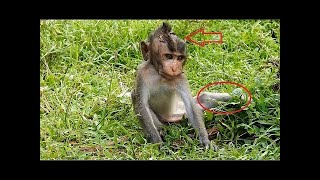 Broken legs baby MONKEY his life nearly death [upl. by Naahs]