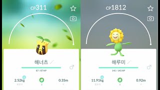 포켓몬고 해너츠 진화 해루미 Sunkern Sunflora Pokémon GO [upl. by Lemieux]