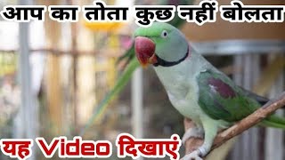 Parrot sound  Alexander parrot  Parrot voice  parrot sound mithu 🦜 [upl. by Melitta]