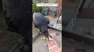 This family rescued a crow that had fallen into the river and then animalshorts crow [upl. by Stockwell]