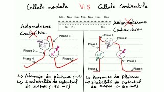 ECG de A à Z  la physiologie cardiaque prt 2 le potentiel d action cardiaque [upl. by Atineb]