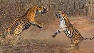 Tiger fighting in ranthambore national park [upl. by Heigl]